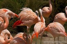 Pink flamingos at the San Francisco Zoo.

Filename: srm_20050529_163118_1_std.jpg
Aperture: f/10.0
Shutter Speed: 1/1250
Body: Canon EOS 20D
Lens: Canon EF 80-200mm f/2.8 L