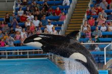 Shamu and Namu in the Believe show at Sea World, San Antonio.

Filename: SRM_20060423_123456_2.jpg
Aperture: f/5.0
Shutter Speed: 1/200
Body: Canon EOS 20D
Lens: Canon EF 80-200mm f/2.8 L