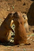 Prarie dogs at the San Francisco Zoo.

Filename: srm_20050529_184330_9_std.jpg
Aperture: f/5.6
Shutter Speed: 1/1000
Body: Canon EOS 20D
Lens: Canon EF 80-200mm f/2.8 L