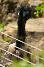 Emu at the San Francisco Zoo.

Filename: srm_20050529_182406_7_std.jpg
Aperture: f/7.1
Shutter Speed: 1/1000
Body: Canon EOS 20D
Lens: Canon EF 80-200mm f/2.8 L