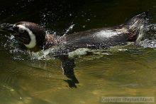 Penguins at the San Francisco Zoo.

Filename: srm_20050529_164202_0_std.jpg
Aperture: f/5.6
Shutter Speed: 1/640
Body: Canon EOS 20D
Lens: Canon EF 80-200mm f/2.8 L