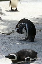 Penguins at the San Francisco Zoo.

Filename: srm_20050529_164052_6_std.jpg
Aperture: f/5.6
Shutter Speed: 1/640
Body: Canon EOS 20D
Lens: Canon EF 80-200mm f/2.8 L