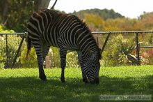 Zebra at the San Francisco Zoo.

Filename: srm_20050529_151722_3_std.jpg
Aperture: f/4.5
Shutter Speed: 1/200
Body: Canon EOS 20D
Lens: Canon EF 80-200mm f/2.8 L