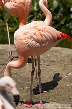 Pink flamingos at the San Francisco Zoo.

Filename: srm_20050529_163110_0_std.jpg
Aperture: f/5.6
Shutter Speed: 1/1600
Body: Canon EOS 20D
Lens: Canon EF 80-200mm f/2.8 L