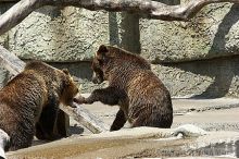 Bears playing at the San Francisco Zoo.

Filename: srm_20050529_173336_5_std.jpg
Aperture: f/5.6
Shutter Speed: 1/500
Body: Canon EOS 20D
Lens: Canon EF 80-200mm f/2.8 L