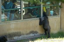 Gorilla playing with visitors at the San Francisco Zoo.

Filename: srm_20050529_154832_7_std.jpg
Aperture: f/3.5
Shutter Speed: 1/200
Body: Canon EOS 20D
Lens: Canon EF 80-200mm f/2.8 L