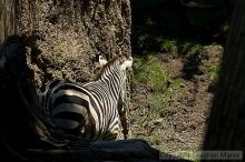 Zebra at the San Francisco Zoo.

Filename: srm_20050529_153544_5_std.jpg
Aperture: f/5.6
Shutter Speed: 1/400
Body: Canon EOS 20D
Lens: Canon EF 80-200mm f/2.8 L