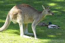 Kangaroos at the San Francisco Zoo.

Filename: srm_20050529_182226_3_std.jpg
Aperture: f/6.3
Shutter Speed: 1/320
Body: Canon EOS 20D
Lens: Canon EF 80-200mm f/2.8 L