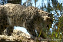 Snow leopard at the San Francisco Zoo.

Filename: srm_20050529_170836_2_std.jpg
Aperture: f/5.6
Shutter Speed: 1/160
Body: Canon EOS 20D
Lens: Canon EF 80-200mm f/2.8 L