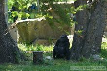 Gorilla at the San Francisco Zoo.

Filename: srm_20050529_155328_4_std.jpg
Aperture: f/4.5
Shutter Speed: 1/125
Body: Canon EOS 20D
Lens: Canon EF 80-200mm f/2.8 L