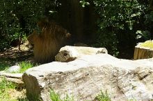 Male lion at the San Francisco Zoo.

Filename: srm_20050529_165654_0_std.jpg
Aperture: f/5.0
Shutter Speed: 1/320
Body: Canon EOS 20D
Lens: Canon EF 80-200mm f/2.8 L