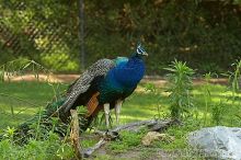 Visit to San Francisco Zoo.

Filename: srm_20050529_182734_2_std.jpg
Aperture: f/7.1
Shutter Speed: 1/160
Body: Canon EOS 20D
Lens: Canon EF 80-200mm f/2.8 L