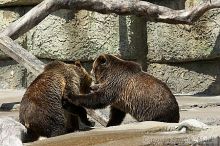 Bears playing at the San Francisco Zoo.

Filename: srm_20050529_173342_7_std.jpg
Aperture: f/5.6
Shutter Speed: 1/640
Body: Canon EOS 20D
Lens: Canon EF 80-200mm f/2.8 L