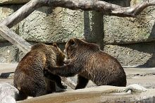 Bears playing at the San Francisco Zoo.

Filename: srm_20050529_173342_7_std.jpg
Aperture: f/5.6
Shutter Speed: 1/640
Body: Canon EOS 20D
Lens: Canon EF 80-200mm f/2.8 L