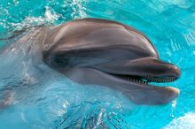 Bottle nosed dolphins at Sea World, San Antonio.

Filename: SRM_20060423_154426_8.jpg
Aperture: f/9.0
Shutter Speed: 1/320
Body: Canon EOS 20D
Lens: Canon EF 80-200mm f/2.8 L