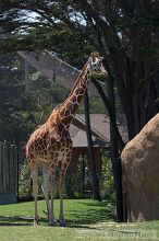Giraffee at the San Francisco Zoo.

Filename: srm_20050529_152242_5_std.jpg
Aperture: f/4.5
Shutter Speed: 1/400
Body: Canon EOS 20D
Lens: Canon EF 80-200mm f/2.8 L