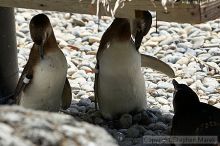 Penguins at the San Francisco Zoo.

Filename: srm_20050529_164228_3_std.jpg
Aperture: f/5.6
Shutter Speed: 1/500
Body: Canon EOS 20D
Lens: Canon EF 80-200mm f/2.8 L