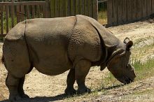 Rhinoceros at the San Francisco Zoo.

Filename: srm_20050529_165946_2_std.jpg
Aperture: f/5.0
Shutter Speed: 1/500
Body: Canon EOS 20D
Lens: Canon EF 80-200mm f/2.8 L