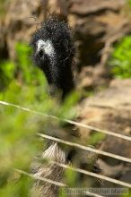 Emu at the San Francisco Zoo.

Filename: srm_20050529_182352_5_std.jpg
Aperture: f/7.1
Shutter Speed: 1/1000
Body: Canon EOS 20D
Lens: Canon EF 80-200mm f/2.8 L