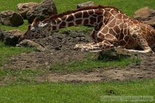 Giraffee at the San Francisco Zoo.

Filename: srm_20050529_153018_6_std.jpg
Aperture: f/5.6
Shutter Speed: 1/500
Body: Canon EOS 20D
Lens: Canon EF 80-200mm f/2.8 L