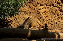 Meerkcats at the San Francisco Zoo.

Filename: srm_20050529_184746_1_std.jpg
Aperture: f/7.1
Shutter Speed: 1/800
Body: Canon EOS 20D
Lens: Canon EF 80-200mm f/2.8 L