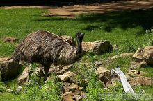 Emu at the San Francisco Zoo.

Filename: srm_20050529_182034_9_std.jpg
Aperture: f/7.1
Shutter Speed: 1/1600
Body: Canon EOS 20D
Lens: Canon EF 80-200mm f/2.8 L