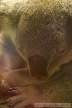 Koala at the San Francisco Zoo.

Filename: srm_20050529_183538_5_std.jpg
Aperture: f/2.8
Shutter Speed: 1/100
Body: Canon EOS 20D
Lens: Canon EF 80-200mm f/2.8 L