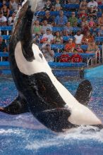 Shamu and Namu in the Believe show at Sea World, San Antonio.

Filename: SRM_20060423_125542_9.jpg
Aperture: f/4.0
Shutter Speed: 1/320
Body: Canon EOS 20D
Lens: Canon EF 80-200mm f/2.8 L