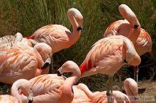 Pink flamingos at the San Francisco Zoo.

Filename: srm_20050529_163056_8_std.jpg
Aperture: f/5.6
Shutter Speed: 1/1600
Body: Canon EOS 20D
Lens: Canon EF 80-200mm f/2.8 L