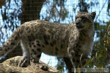 Snow leopard at the San Francisco Zoo.

Filename: srm_20050529_170848_4_std.jpg
Aperture: f/5.6
Shutter Speed: 1/200
Body: Canon EOS 20D
Lens: Canon EF 80-200mm f/2.8 L