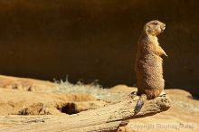 Prarie dogs at the San Francisco Zoo.

Filename: srm_20050529_184420_2_std.jpg
Aperture: f/7.1
Shutter Speed: 1/500
Body: Canon EOS 20D
Lens: Canon EF 80-200mm f/2.8 L