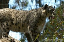 Snow leopard at the San Francisco Zoo.

Filename: srm_20050529_170850_5_std.jpg
Aperture: f/5.6
Shutter Speed: 1/160
Body: Canon EOS 20D
Lens: Canon EF 80-200mm f/2.8 L