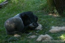 Gorilla at the San Francisco Zoo.

Filename: srm_20050529_154900_0_std.jpg
Aperture: f/3.5
Shutter Speed: 1/200
Body: Canon EOS 20D
Lens: Canon EF 80-200mm f/2.8 L