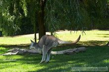 Kangaroo jumping at the San Francisco Zoo.

Filename: srm_20050529_182512_2_std.jpg
Aperture: f/7.1
Shutter Speed: 1/250
Body: Canon EOS 20D
Lens: Canon EF 80-200mm f/2.8 L