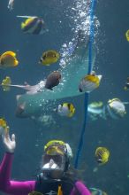 A diver feeds some fish and sting rays at Sea World, San Antonio.

Filename: SRM_20060423_121402_3.jpg
Aperture: f/3.2
Shutter Speed: 1/125
Body: Canon EOS 20D
Lens: Canon EF 80-200mm f/2.8 L