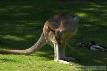 Kangaroos at the San Francisco Zoo.

Filename: srm_20050529_182150_2_std.jpg
Aperture: f/7.1
Shutter Speed: 1/1000
Body: Canon EOS 20D
Lens: Canon EF 80-200mm f/2.8 L