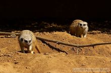 Meerkcats at the San Francisco Zoo.

Filename: srm_20050529_184756_2_std.jpg
Aperture: f/7.1
Shutter Speed: 1/640
Body: Canon EOS 20D
Lens: Canon EF 80-200mm f/2.8 L