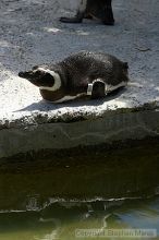 Penguins at the San Francisco Zoo.

Filename: srm_20050529_164116_7_std.jpg
Aperture: f/5.6
Shutter Speed: 1/1000
Body: Canon EOS 20D
Lens: Canon EF 80-200mm f/2.8 L