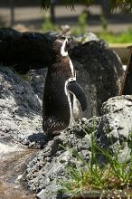 Penguins at the San Francisco Zoo.

Filename: srm_20050529_164422_9_std.jpg
Aperture: f/5.6
Shutter Speed: 1/640
Body: Canon EOS 20D
Lens: Canon EF 80-200mm f/2.8 L