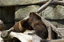 Bears playing at the San Francisco Zoo.

Filename: srm_20050529_173324_1_std.jpg
Aperture: f/5.6
Shutter Speed: 1/800
Body: Canon EOS 20D
Lens: Canon EF 80-200mm f/2.8 L