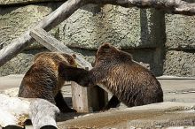 Bears playing at the San Francisco Zoo.

Filename: srm_20050529_173334_4_std.jpg
Aperture: f/5.6
Shutter Speed: 1/800
Body: Canon EOS 20D
Lens: Canon EF 80-200mm f/2.8 L