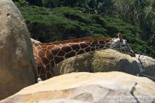 Giraffee at the San Francisco Zoo.

Filename: srm_20050529_152532_8_std.jpg
Aperture: f/4.5
Shutter Speed: 1/400
Body: Canon EOS 20D
Lens: Canon EF 80-200mm f/2.8 L