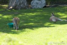 Kangaroos at the San Francisco Zoo.

Filename: srm_20050529_182114_0_std.jpg
Aperture: f/7.1
Shutter Speed: 1/250
Body: Canon EOS 20D
Lens: Canon EF 80-200mm f/2.8 L
