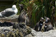 Penguins at the San Francisco Zoo.

Filename: srm_20050529_164642_4_std.jpg
Aperture: f/9.0
Shutter Speed: 1/250
Body: Canon EOS 20D
Lens: Canon EF 80-200mm f/2.8 L