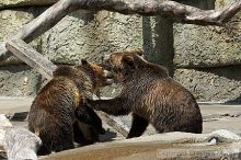 Bears playing at the San Francisco Zoo.

Filename: srm_20050529_173340_6_std.jpg
Aperture: f/5.6
Shutter Speed: 1/800
Body: Canon EOS 20D
Lens: Canon EF 80-200mm f/2.8 L