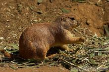 Prarie dogs at the San Francisco Zoo.

Filename: srm_20050529_184434_7_std.jpg
Aperture: f/7.1
Shutter Speed: 1/1000
Body: Canon EOS 20D
Lens: Canon EF 80-200mm f/2.8 L