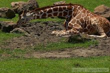 Giraffee at the San Francisco Zoo.

Filename: srm_20050529_153014_5_std.jpg
Aperture: f/5.6
Shutter Speed: 1/500
Body: Canon EOS 20D
Lens: Canon EF 80-200mm f/2.8 L