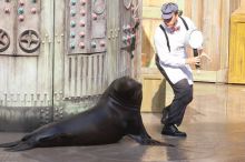 Sea lions Clyde and Seamore in "The Cannery Row Caper" show at Sea World, San Antonio.

Filename: SRM_20060423_161002_9.jpg
Aperture: f/10.0
Shutter Speed: 1/320
Body: Canon EOS 20D
Lens: Canon EF 80-200mm f/2.8 L