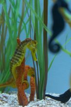 Sea horses at Sea World, San Antonio.

Filename: SRM_20060423_153640_5.jpg
Aperture: f/4.0
Shutter Speed: 1/50
Body: Canon EOS 20D
Lens: Canon EF 50mm f/1.8 II