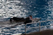 Shamu and Namu in the Believe show at Sea World, San Antonio.

Filename: SRM_20060423_124456_4.jpg
Aperture: f/10.0
Shutter Speed: 1/200
Body: Canon EOS 20D
Lens: Canon EF 80-200mm f/2.8 L